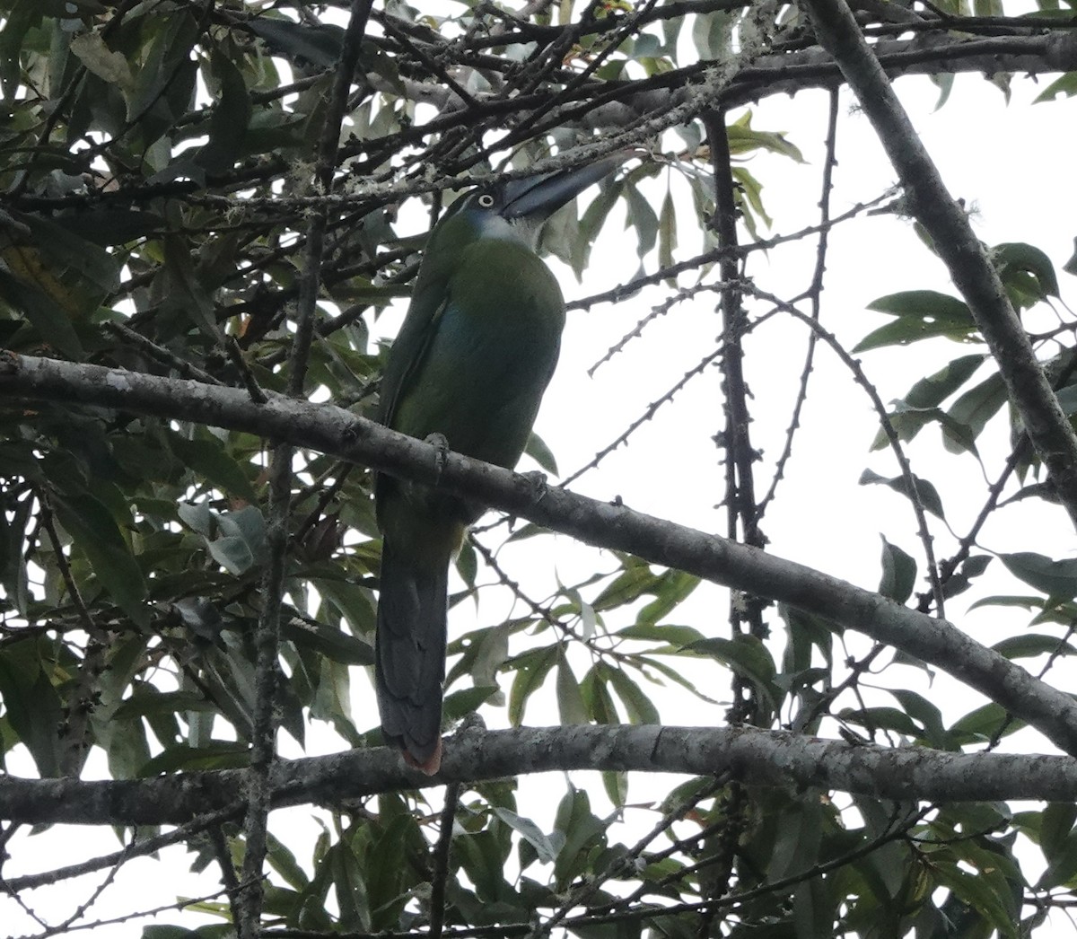 Blue-banded Toucanet - ML642622507