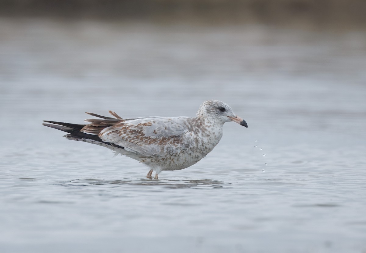 Ring-billed Gull - ML642622515