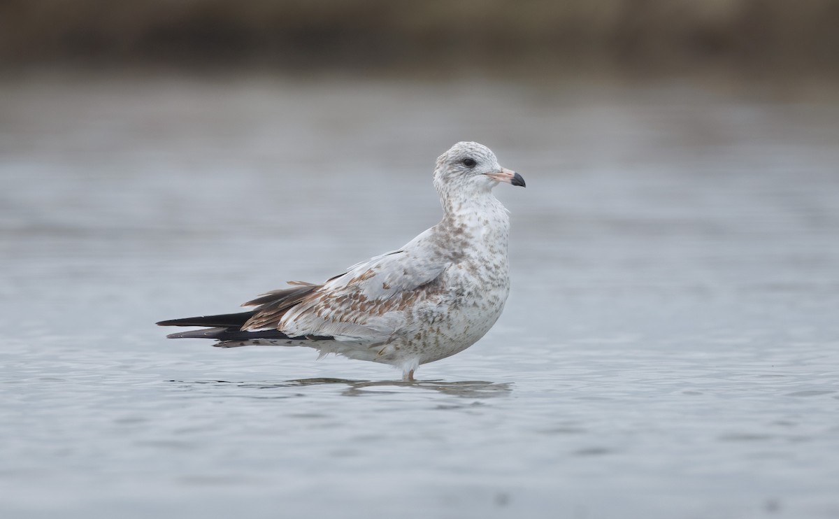 Ring-billed Gull - ML642622520