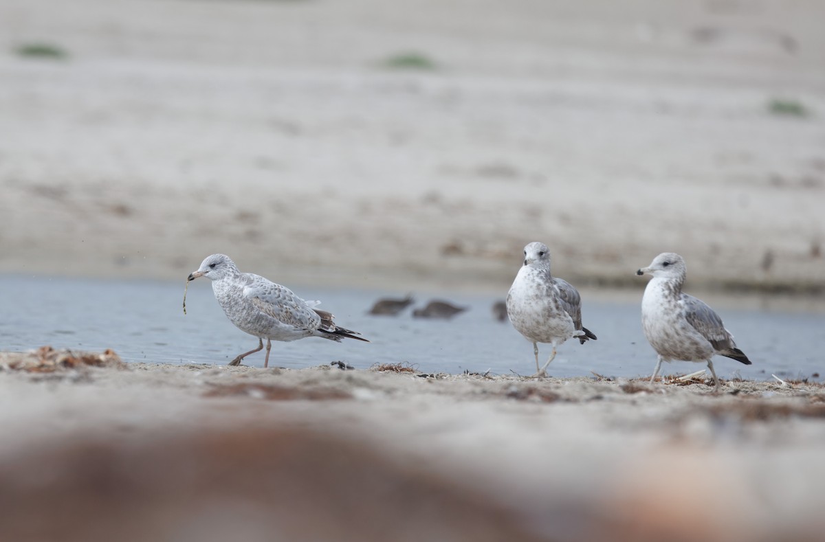 Ring-billed Gull - ML642622522
