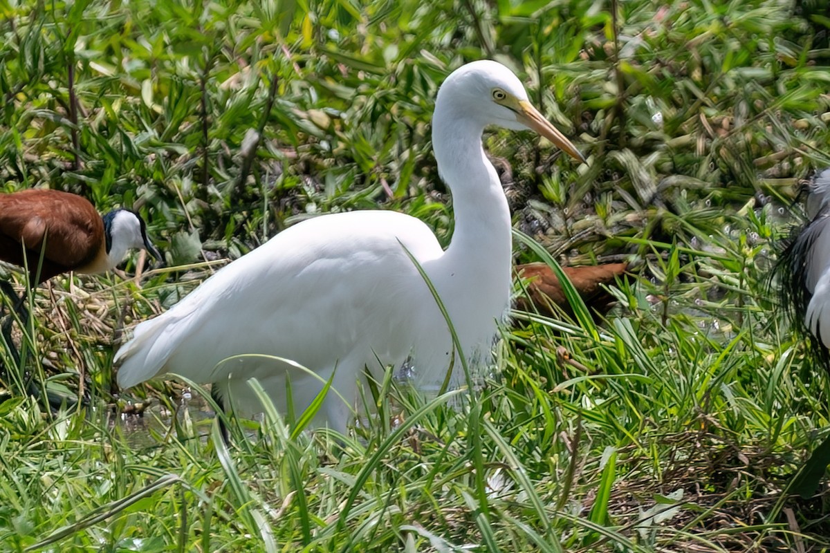 Yellow-billed Egret - ML642622527