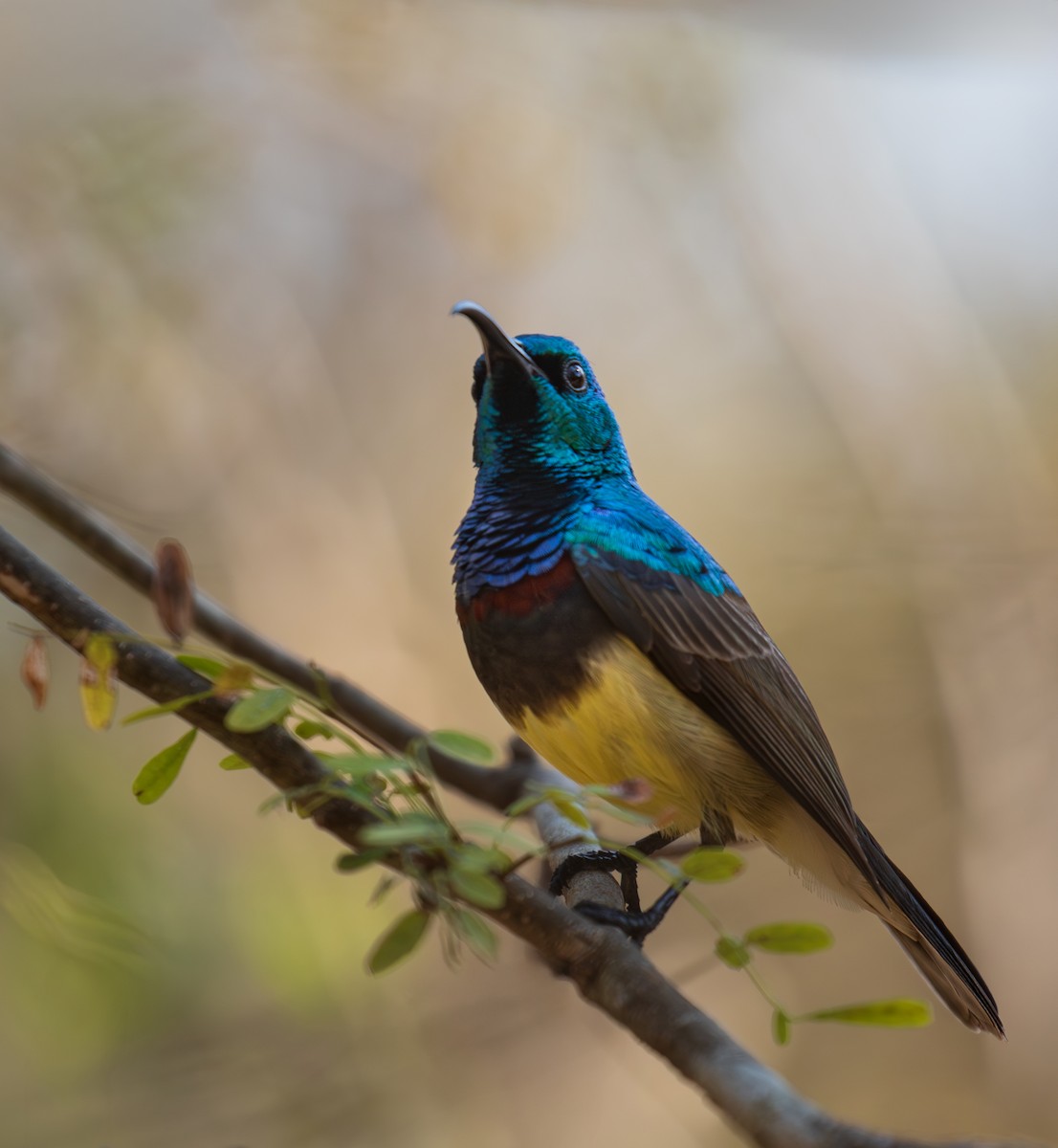 Souimanga Sunbird - ML642622543
