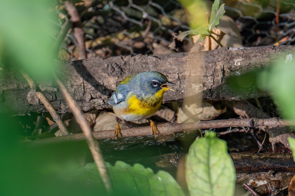 Northern Parula - ML642622563