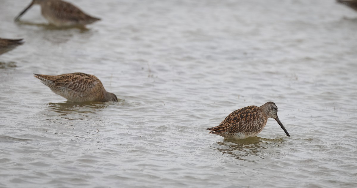 Short-billed Dowitcher - ML642622581