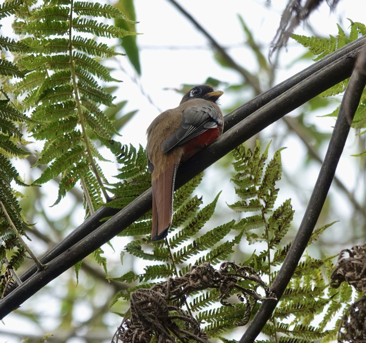 Masked Trogon - ML642622590
