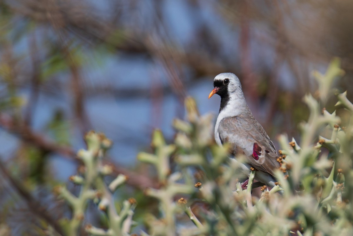 Namaqua Dove - ML642622595
