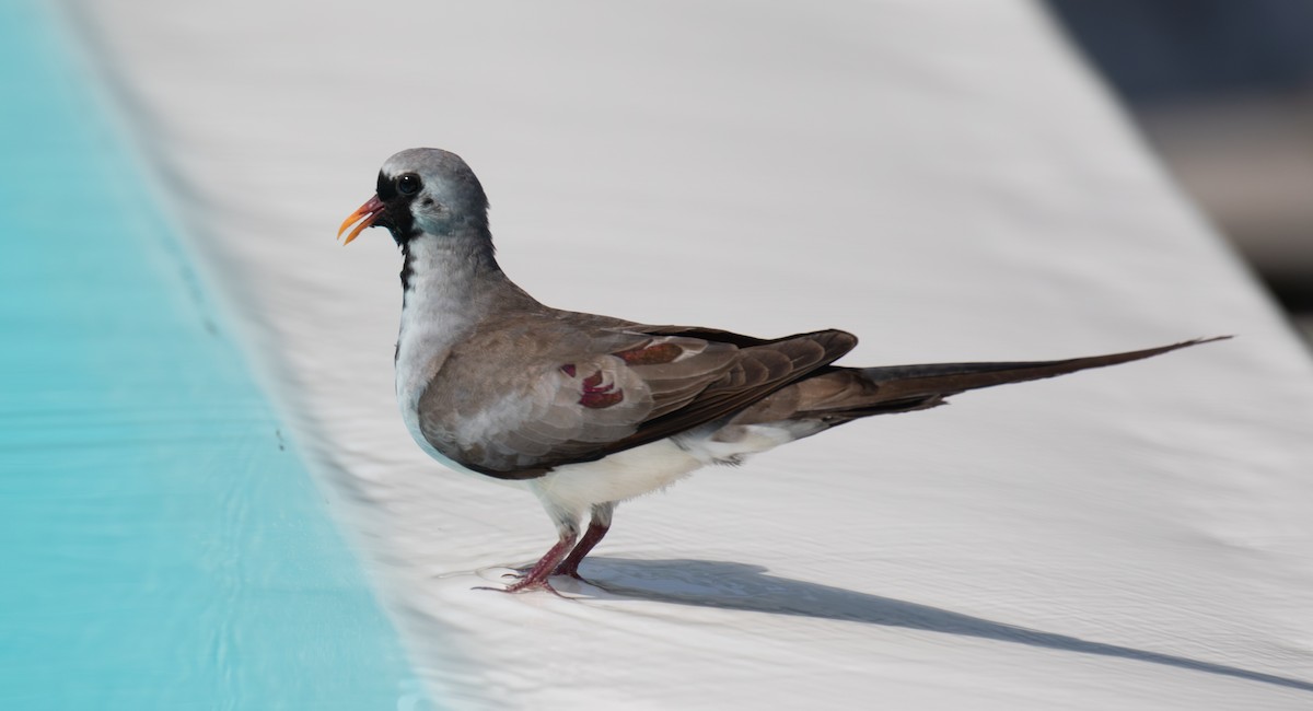 Namaqua Dove - ML642622596
