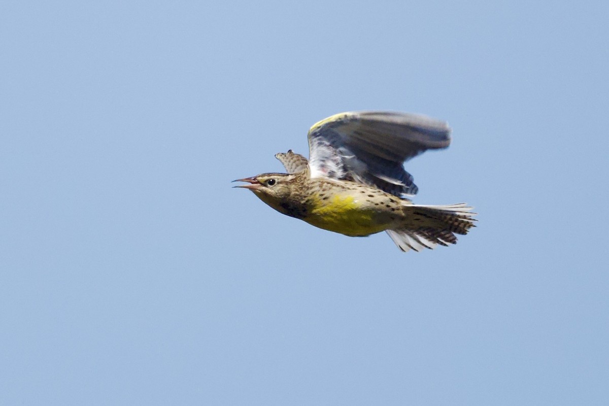 Western Meadowlark - ML642622599