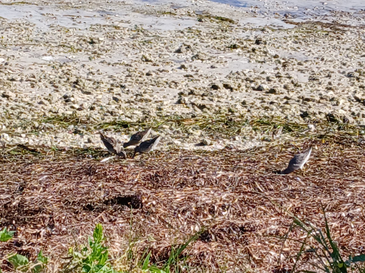 Short-billed Dowitcher - ML642622607