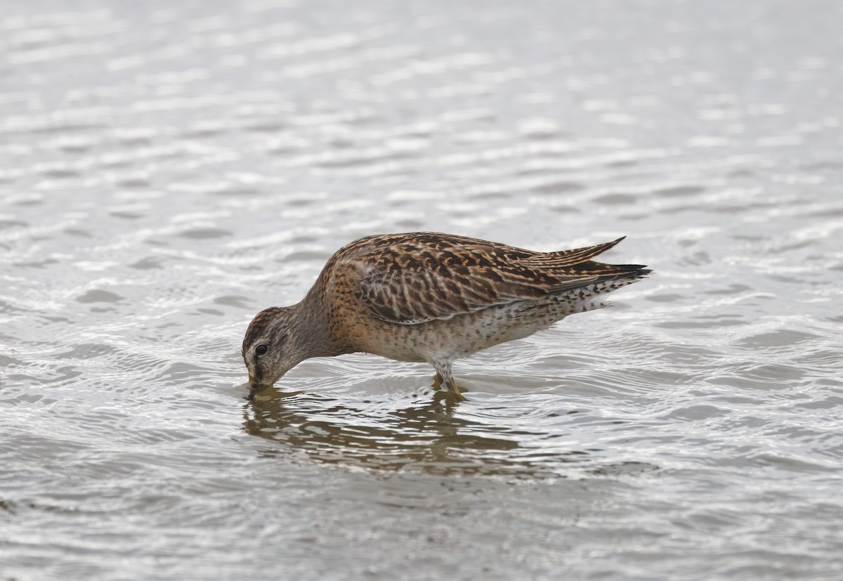 Short-billed Dowitcher - ML642622609