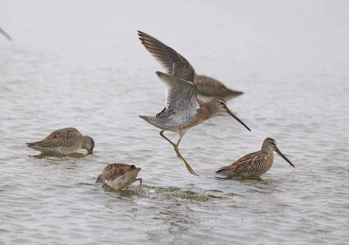 Short-billed/Long-billed Dowitcher - ML642622624