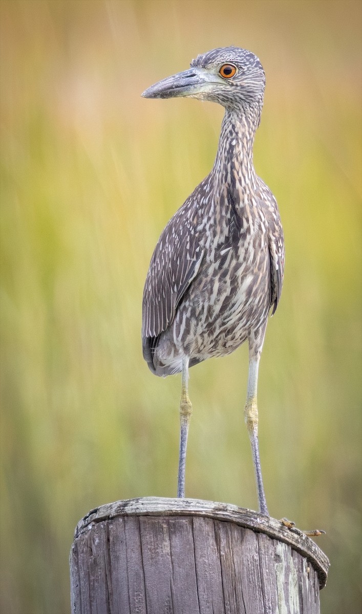 Yellow-crowned Night Heron - ML642622638