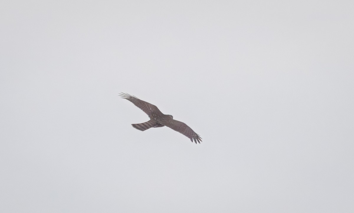 Sharp-shinned/Cooper's Hawk - ML642622662