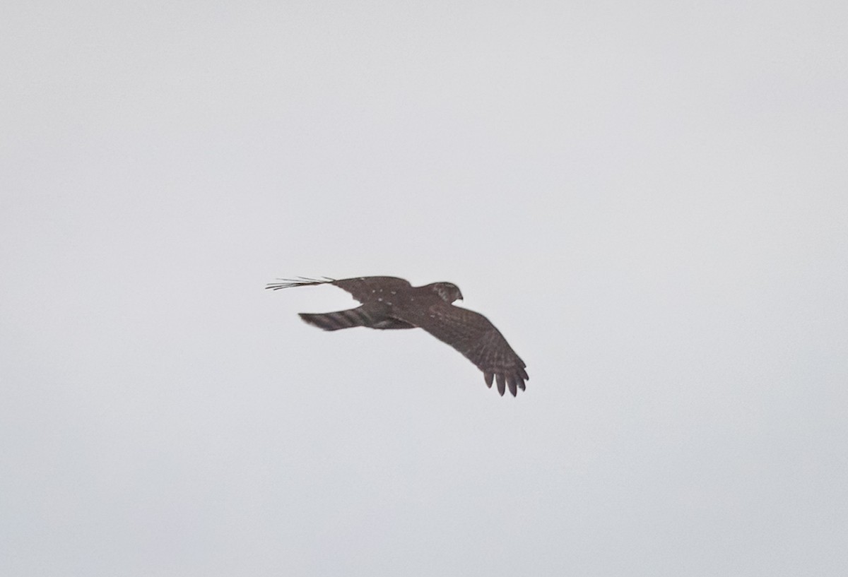 Sharp-shinned/Cooper's Hawk - ML642622666