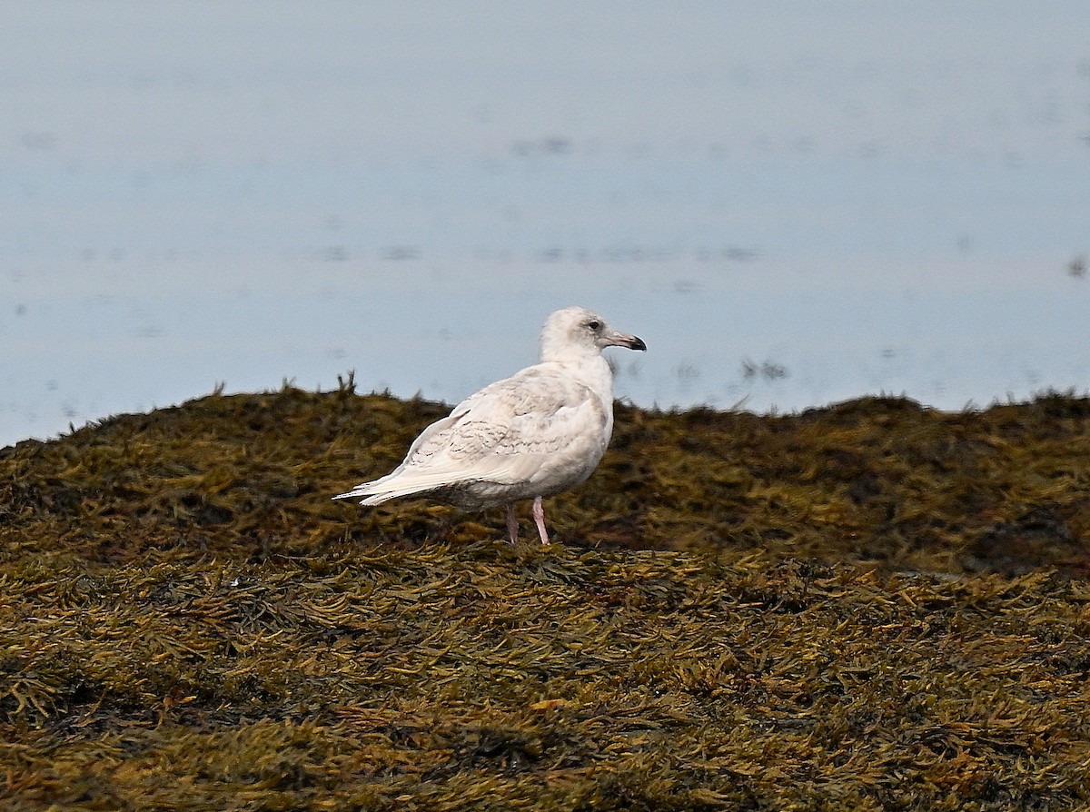 Glaucous Gull - ML642622676
