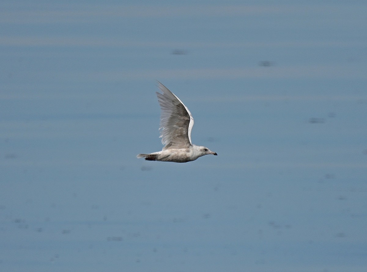 Glaucous Gull - ML642622678