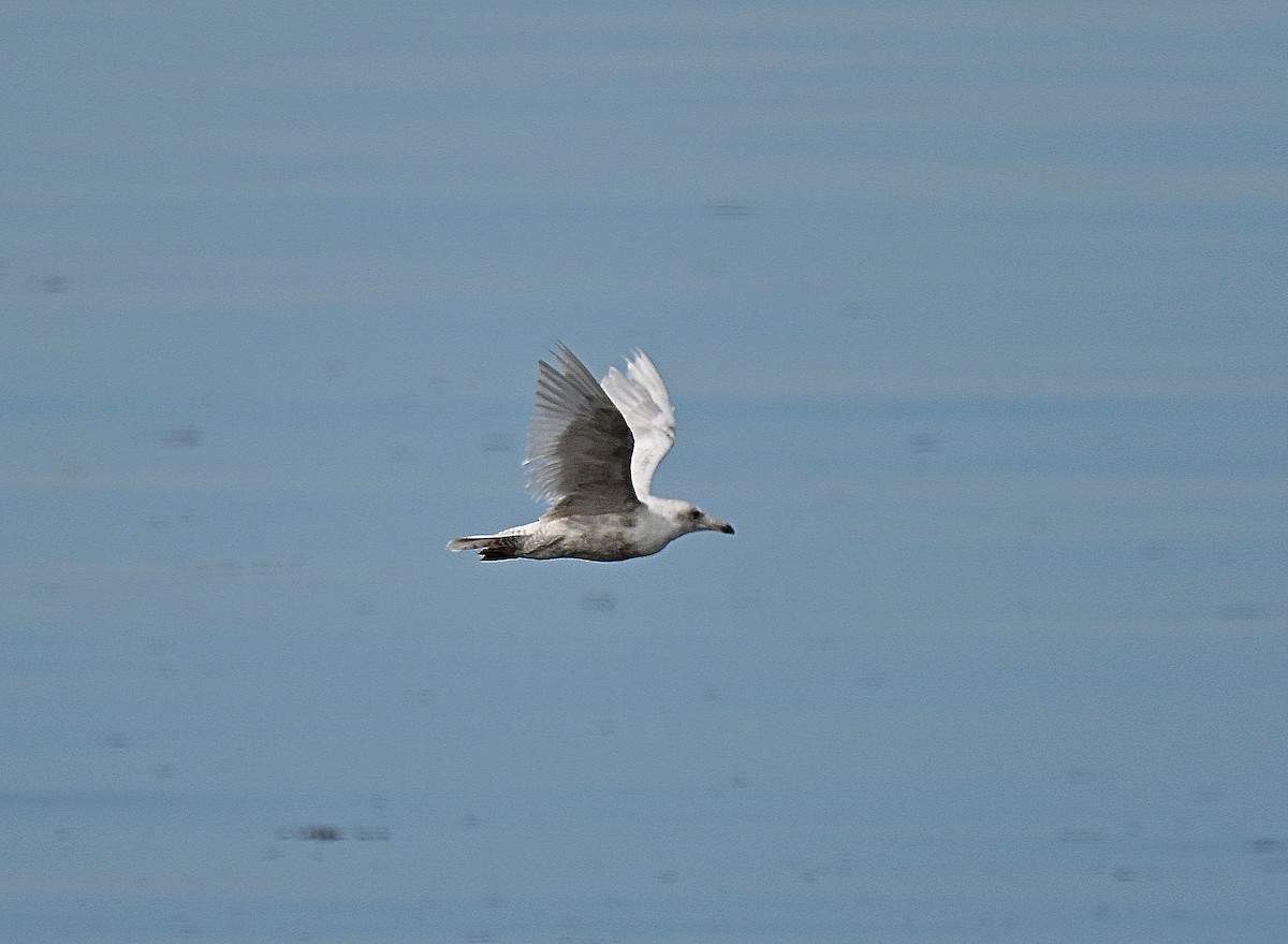 Glaucous Gull - ML642622680