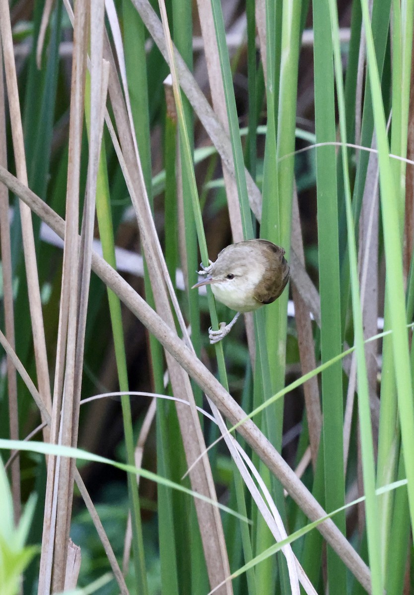 Clamorous Reed Warbler - ML642622699