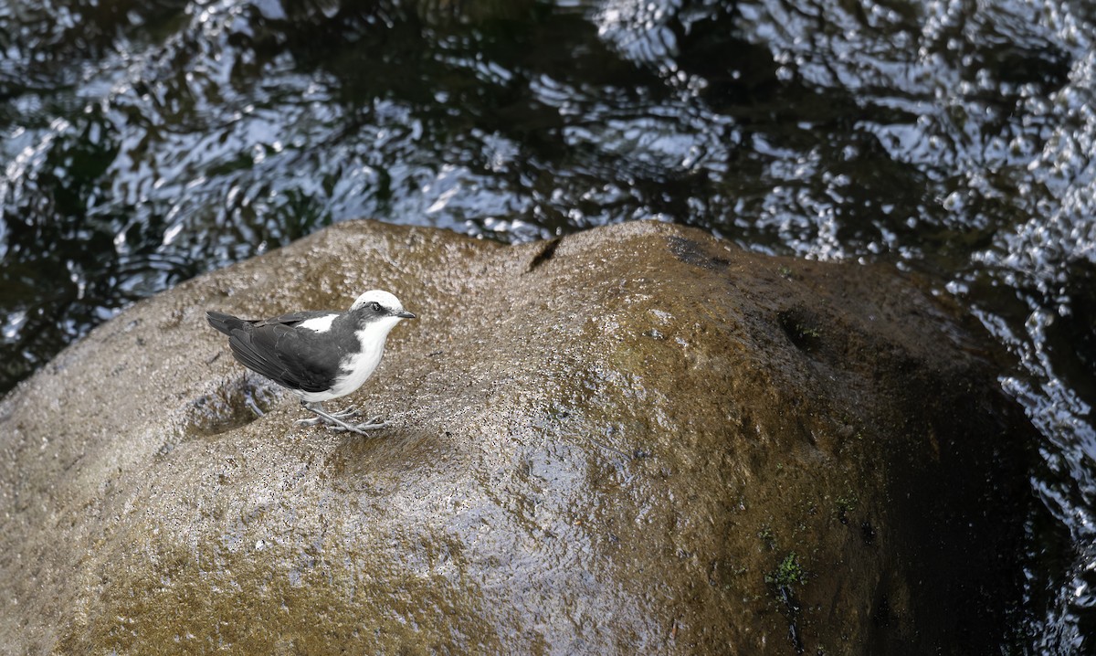 White-capped Dipper - ML642622703