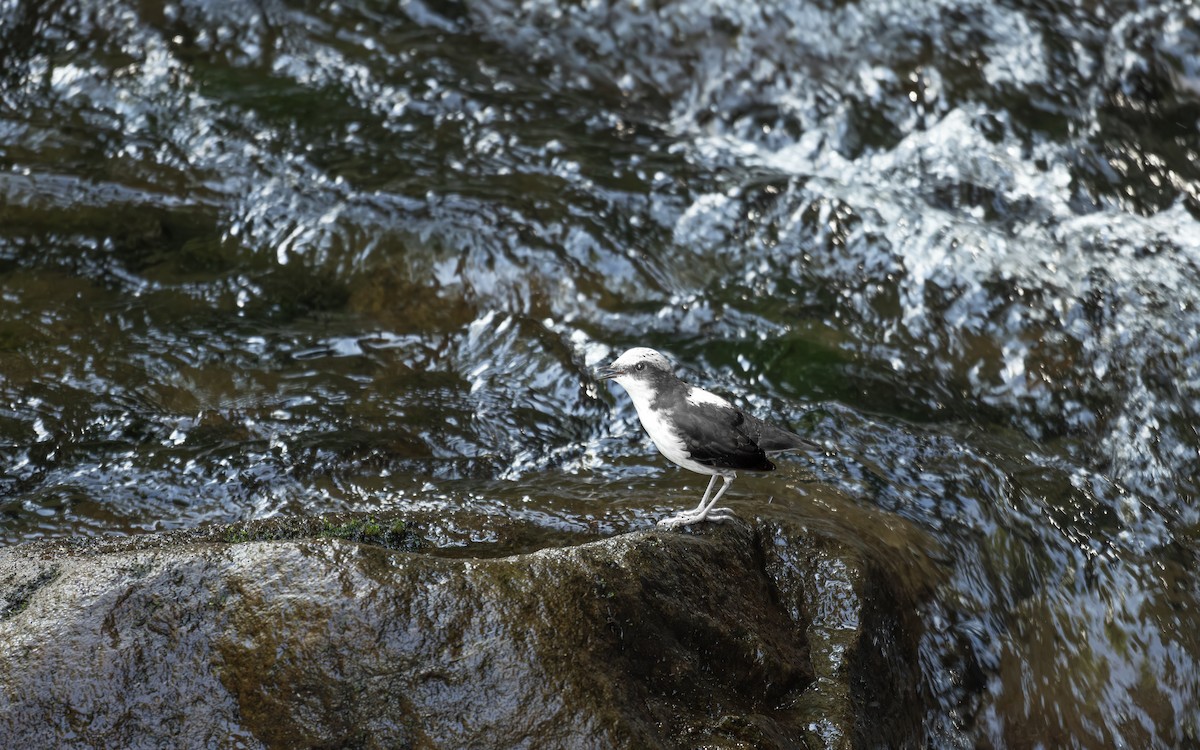 White-capped Dipper - ML642622704