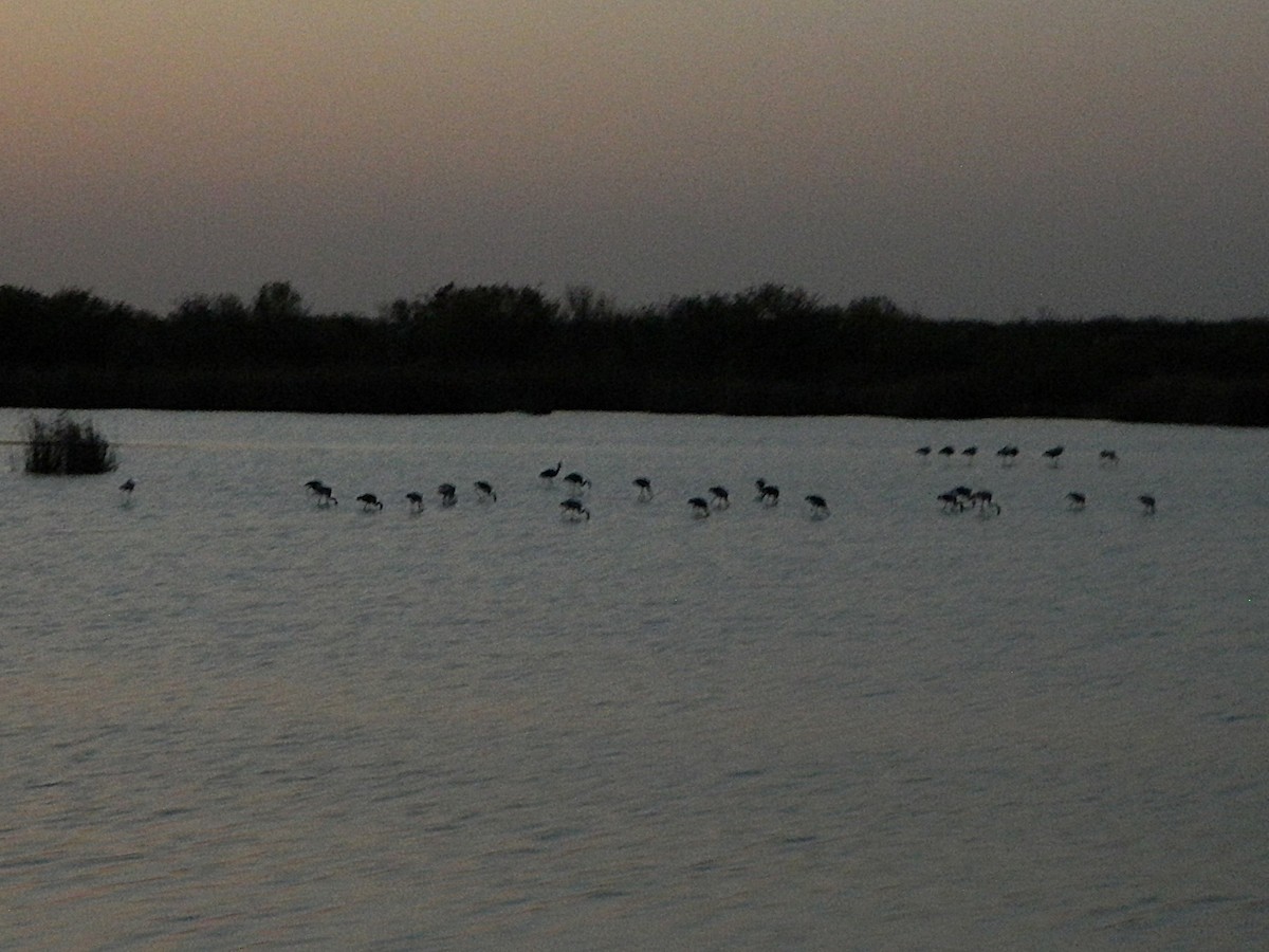 Chilean Flamingo - ML642622706