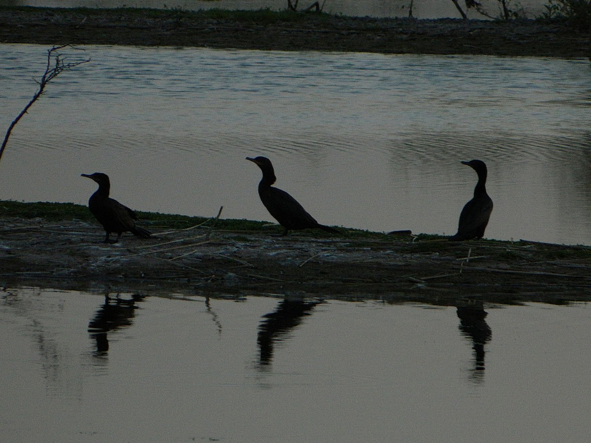 Neotropic Cormorant - ML642622720