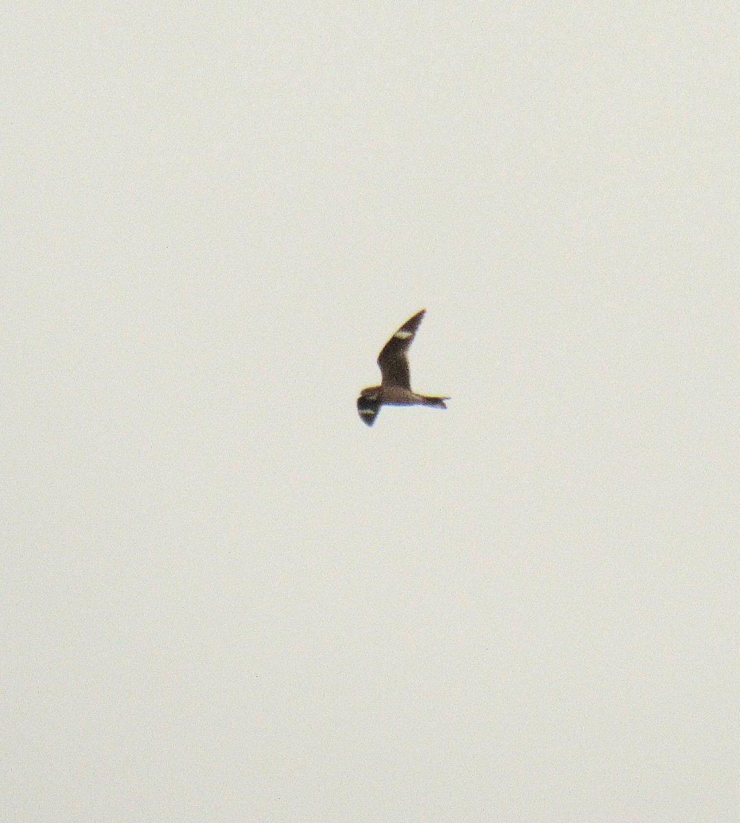 Common Nighthawk - ML642622746