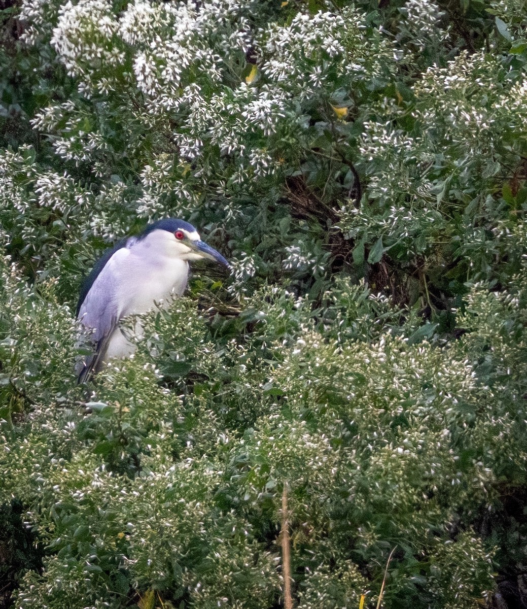 Black-crowned Night Heron - ML642622755