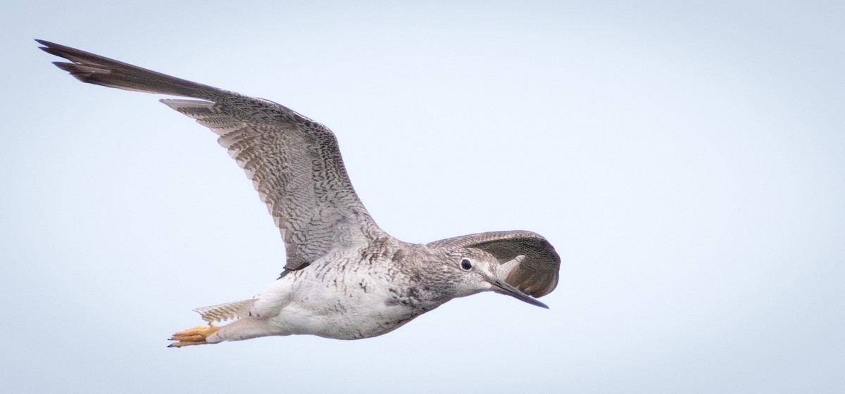 Greater Yellowlegs - ML642622773