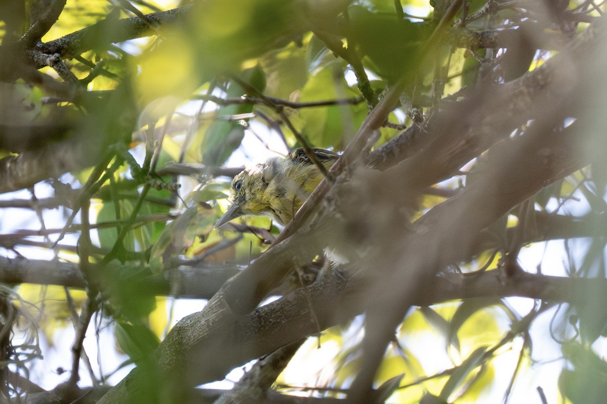 Kalın Gagalı Vireo - ML642622775