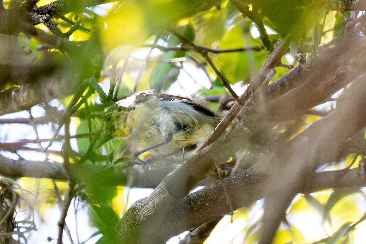 Kalın Gagalı Vireo - ML642622776