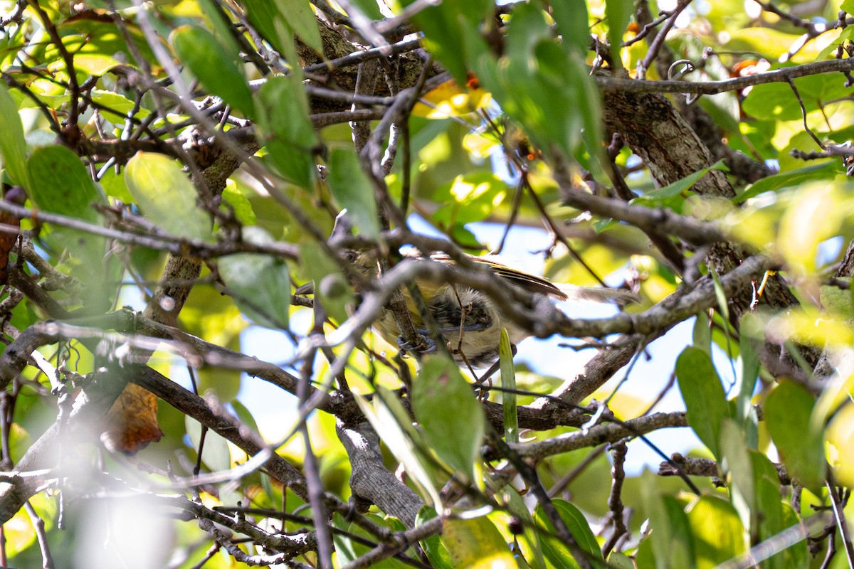 Kalın Gagalı Vireo - ML642622777