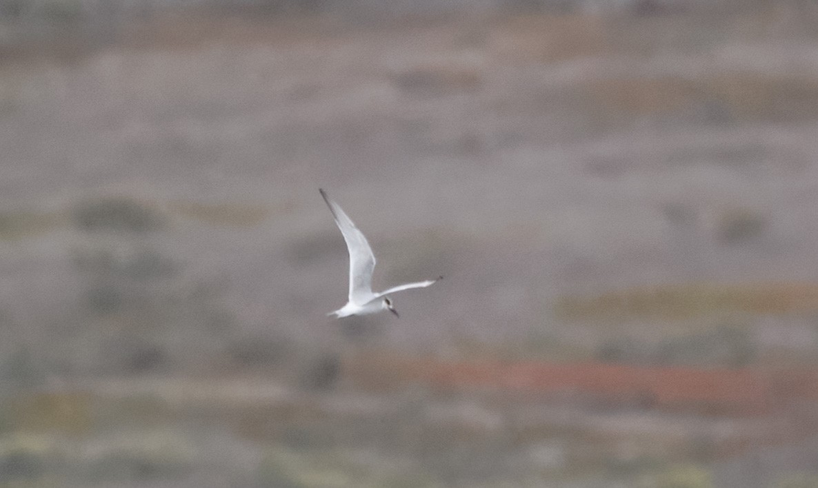 Forster's Tern - ML642622781