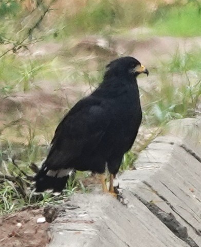 Common Black Hawk (Common) - ML642622782