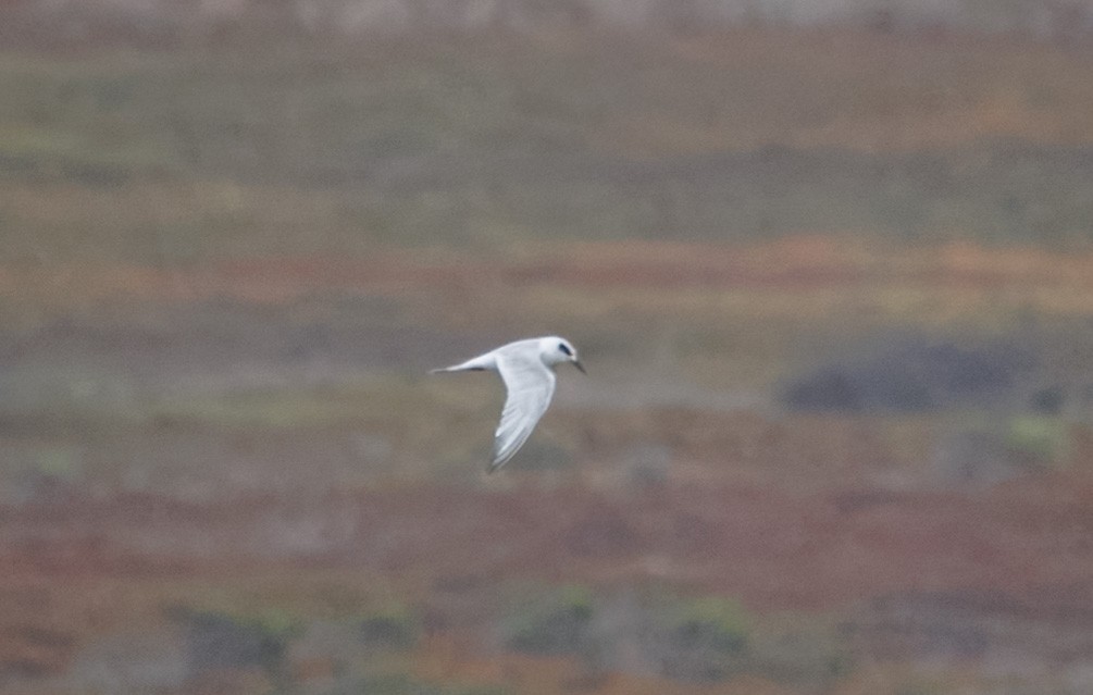 Forster's Tern - ML642622783