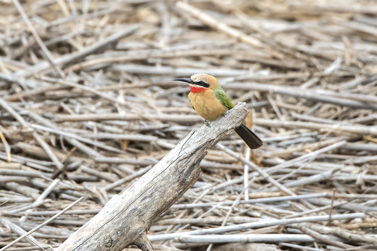 White-fronted Bee-eater - ML642622795