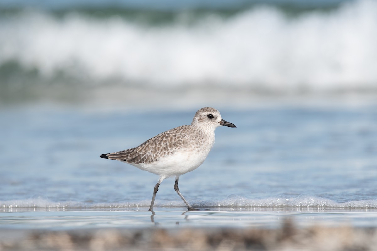 Black-bellied Plover - ML642622810