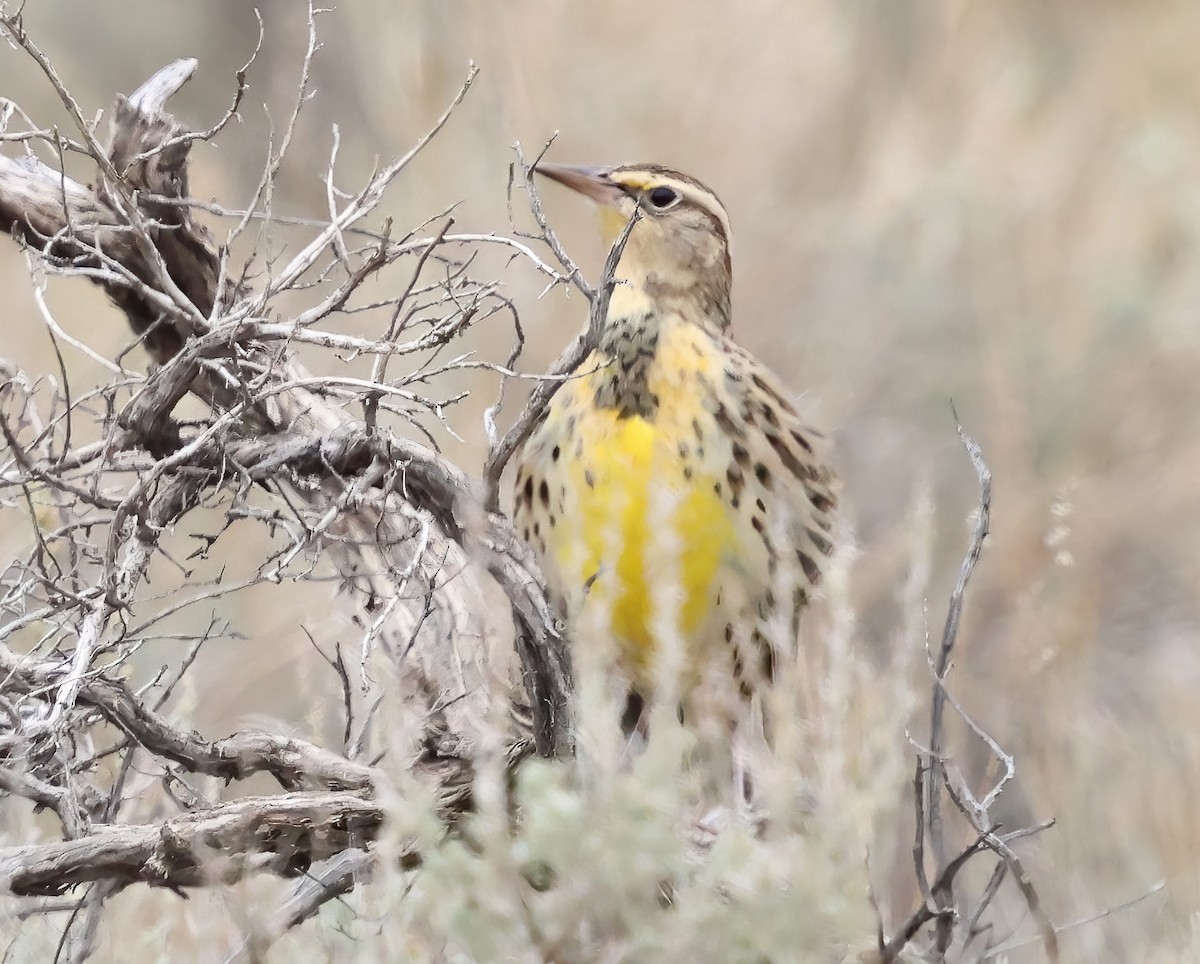 Western Meadowlark - ML642622838