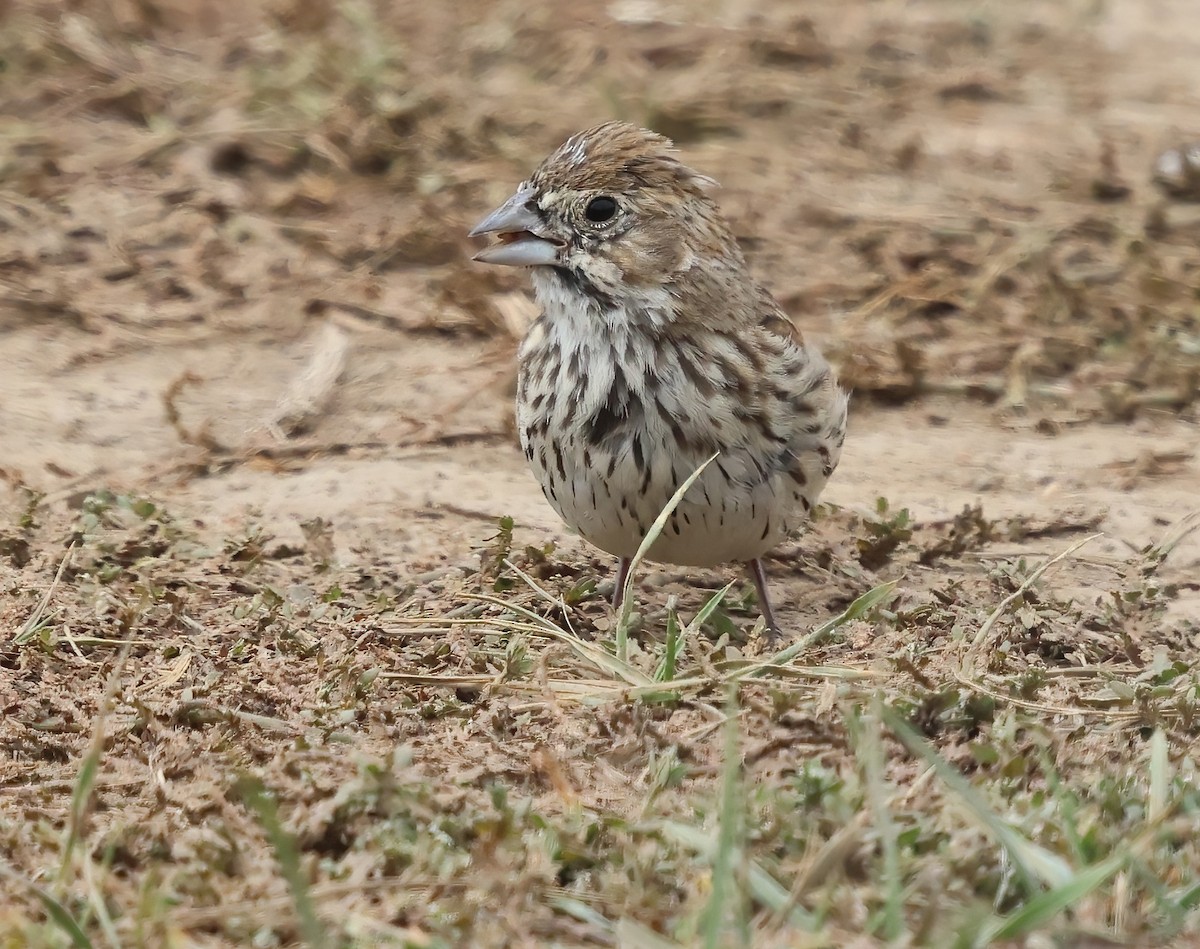 Lark Bunting - ML642622857