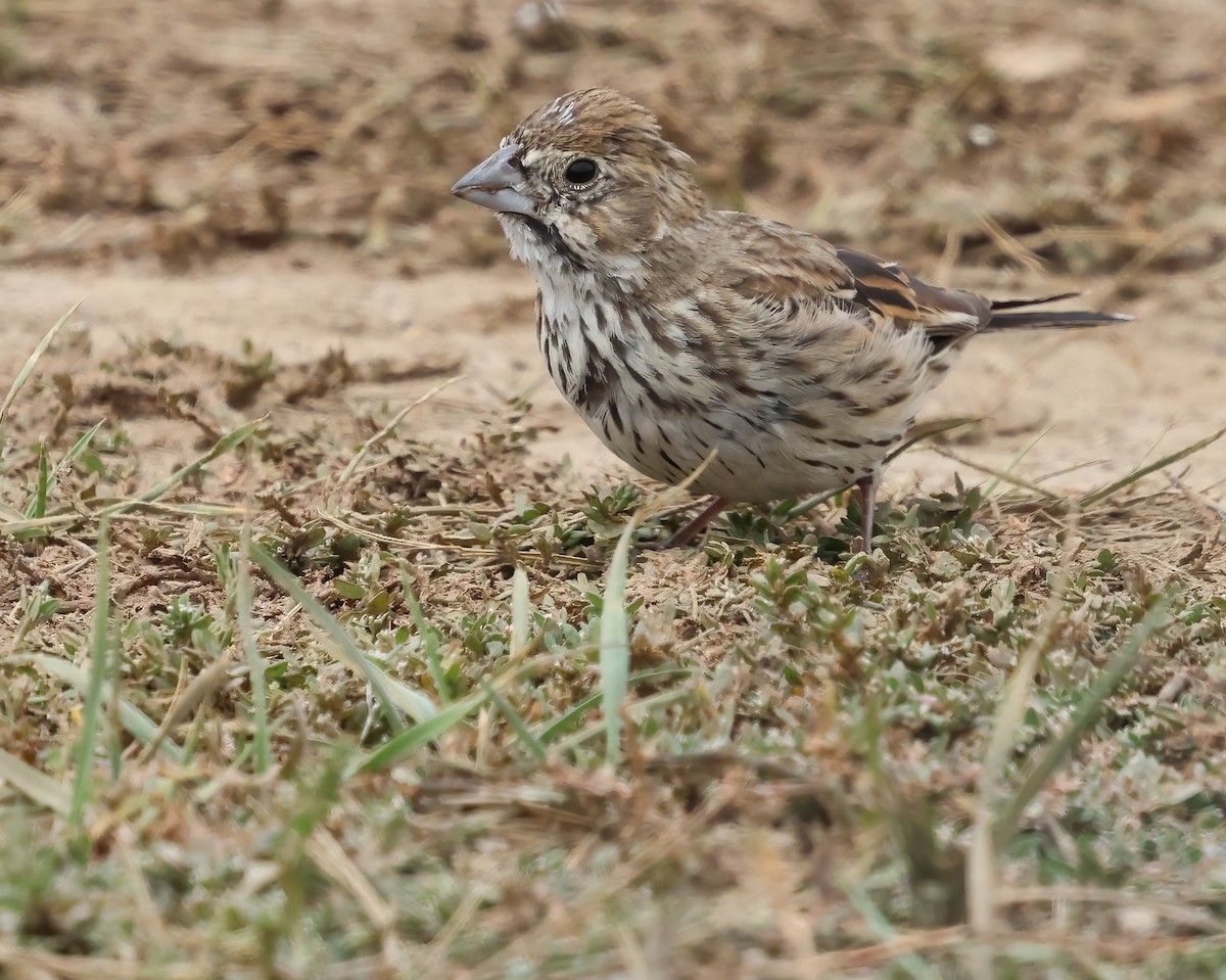Lark Bunting - ML642622858