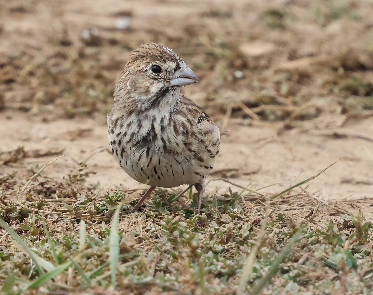 Lark Bunting - ML642622859