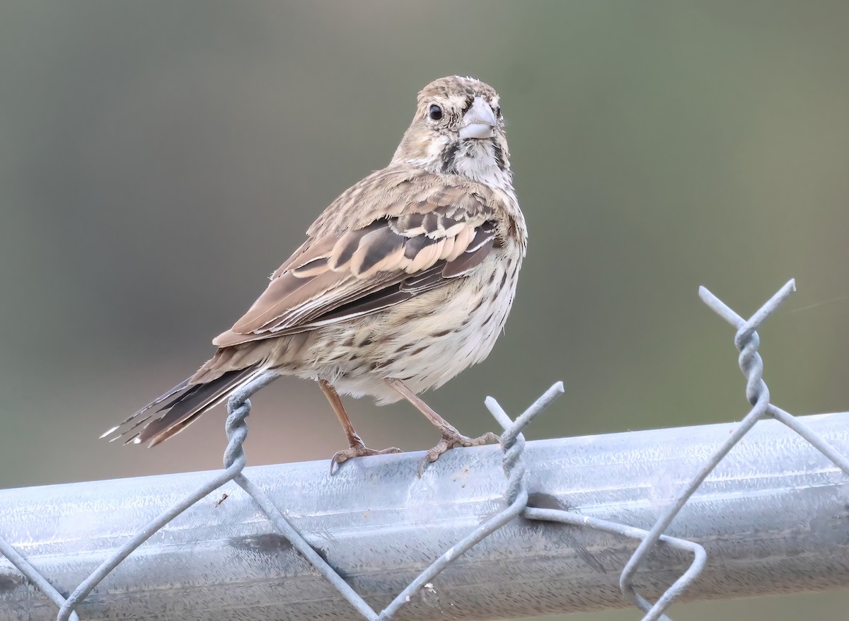 Lark Bunting - ML642622860