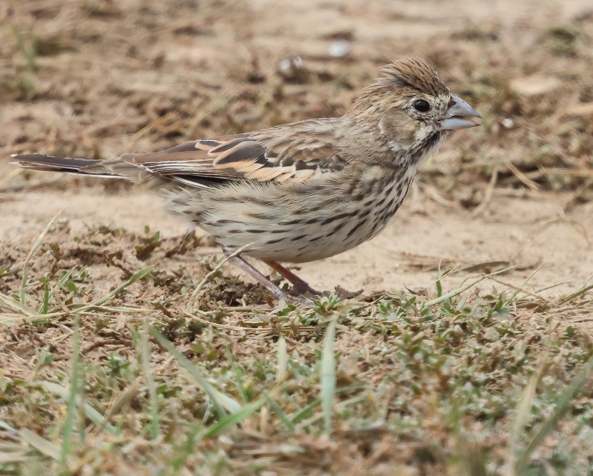 Lark Bunting - ML642622861
