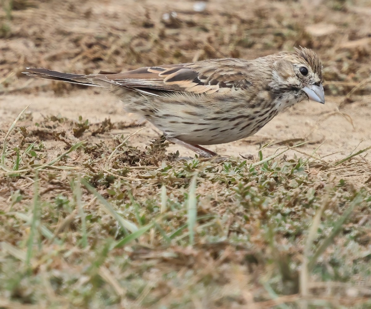 Lark Bunting - ML642622862