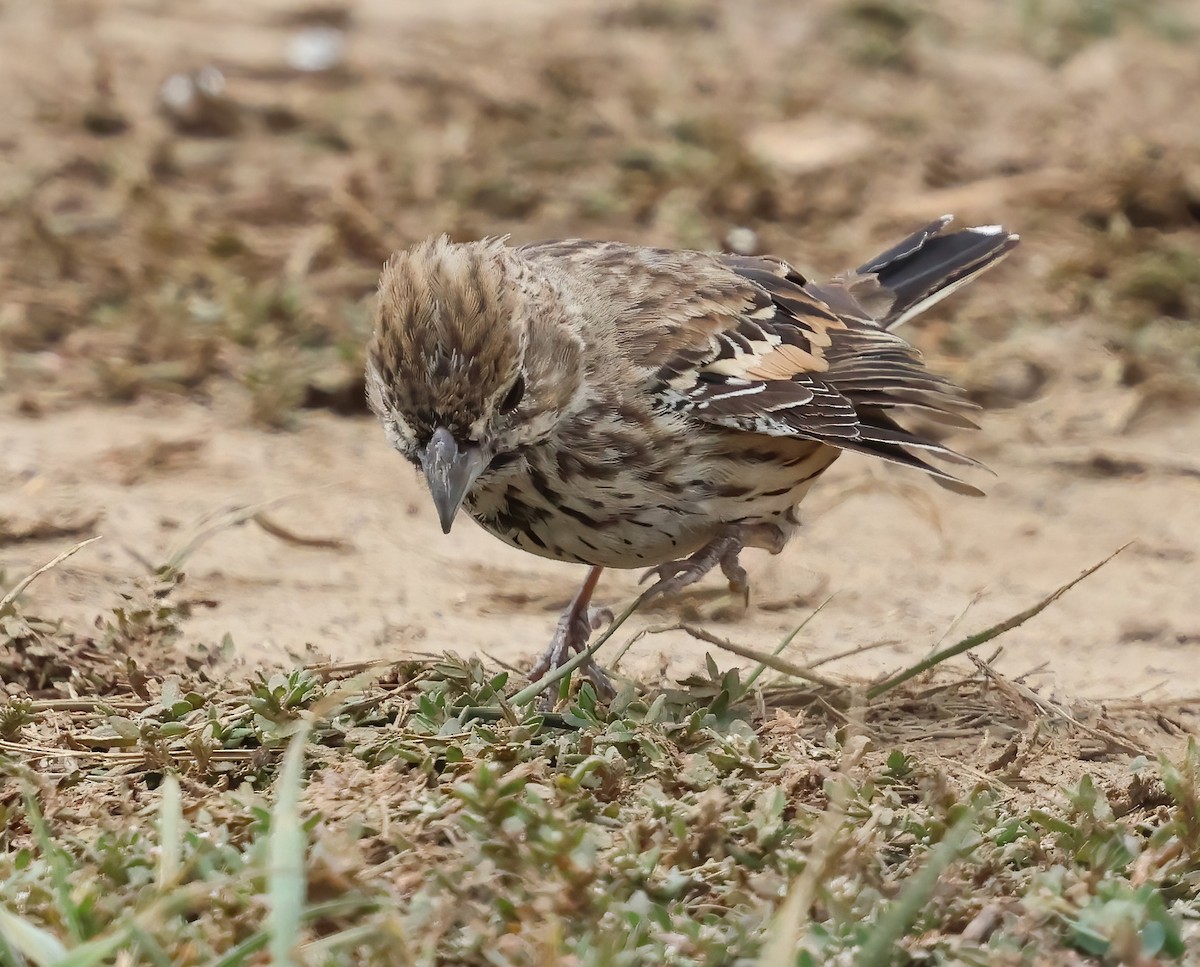 Lark Bunting - ML642622863