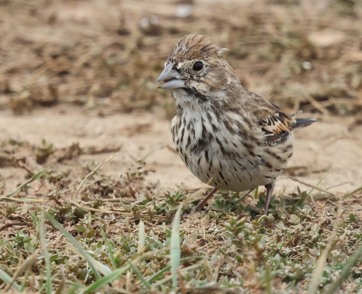 Lark Bunting - ML642622864