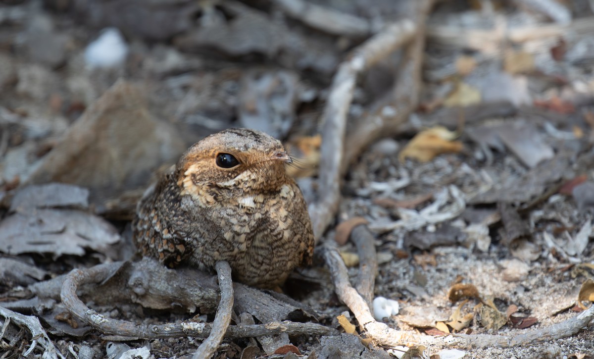 Madagascar Nightjar - ML642622899