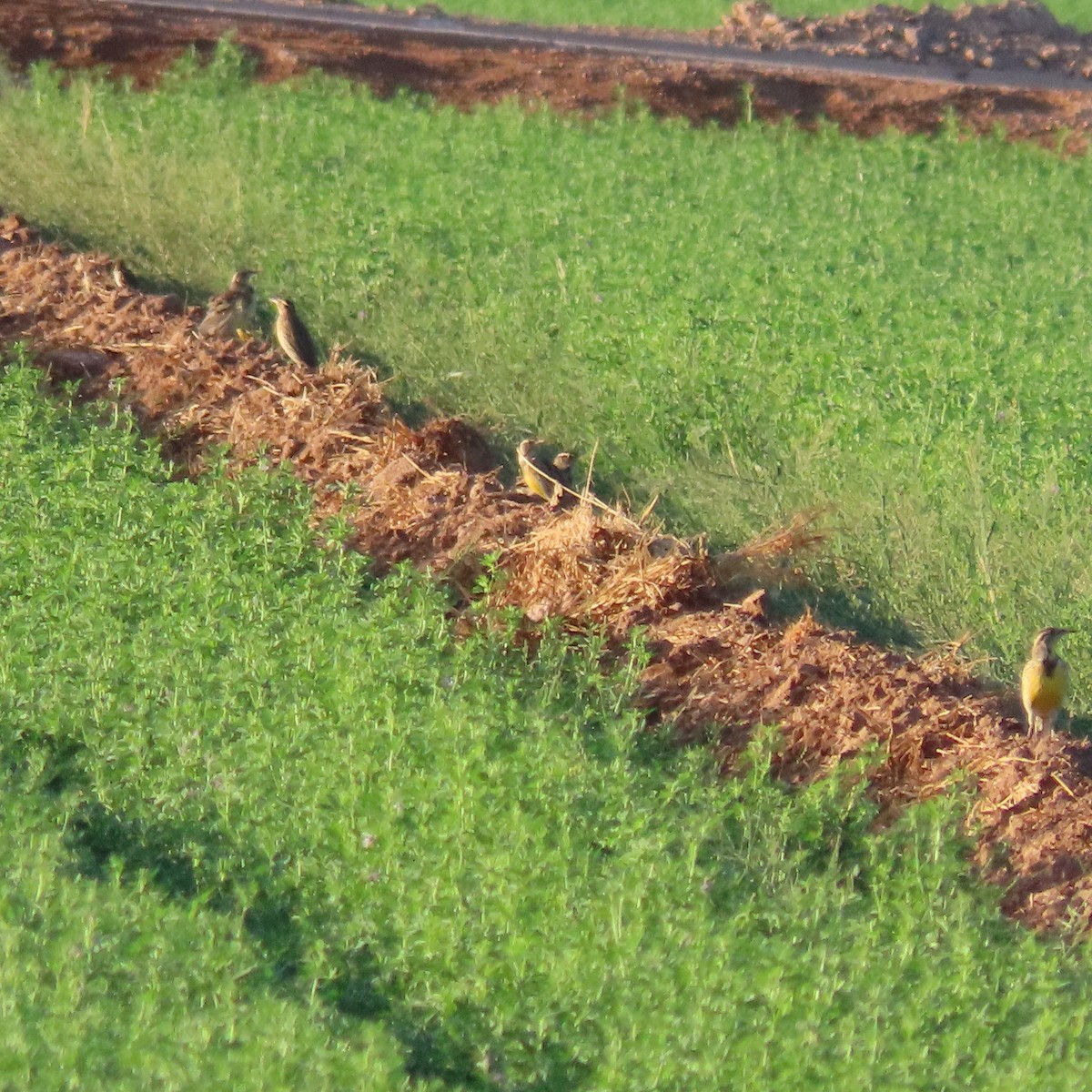 Western Meadowlark - ML642622906