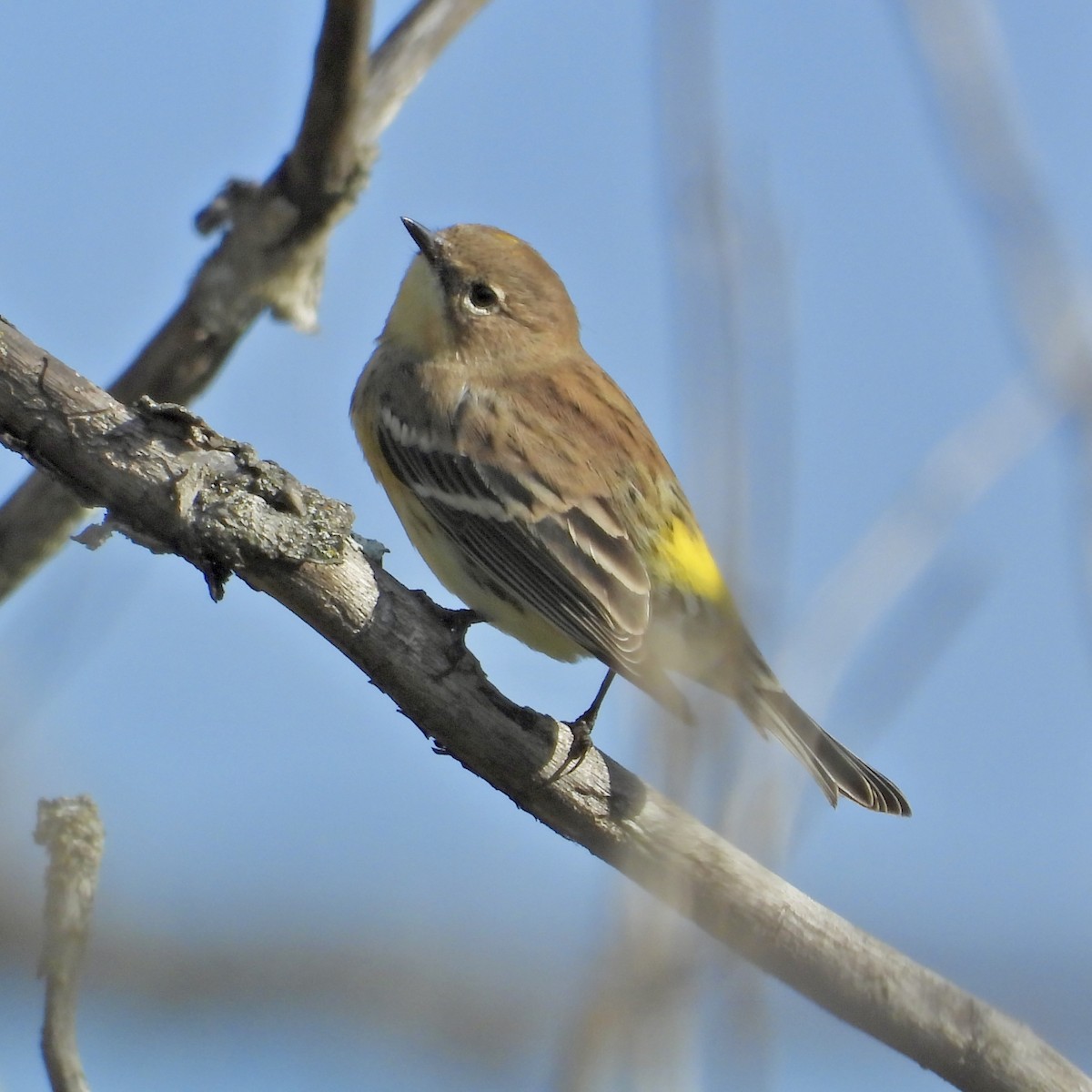 Yellow-rumped Warbler - ML642622938