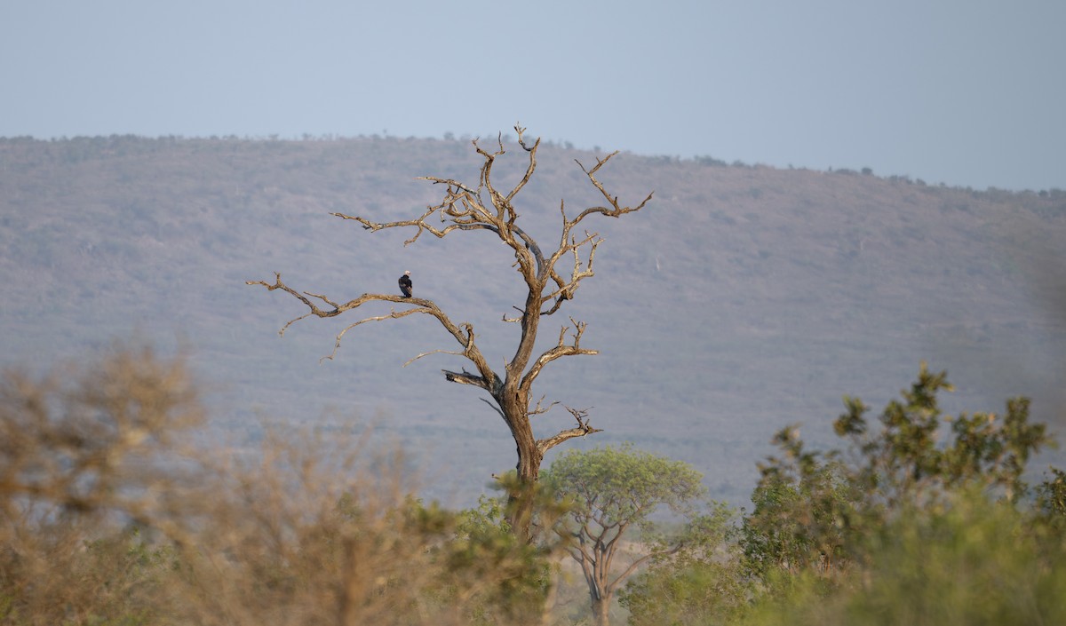 White-headed Vulture - ML642622939